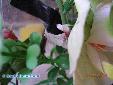 Hymenopus coronatus - Male