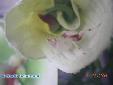 Hymenopus coronatus - Male