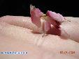 Hymenopus coronatus - Female