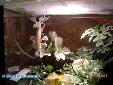 Hymenopus coronatus - Adult