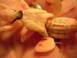 Hymenopus coronatus - Female