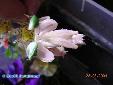 Hymenopus coronatus - Female