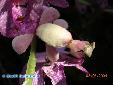 Hymenopus coronatus - Female