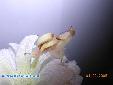 Hymenopus coronatus - Male