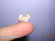 Hymenopus coronatus - Male