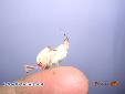 Hymenopus coronatus - Male