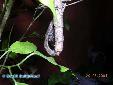 Neodanuria bolauana - Couple