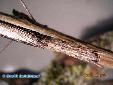 Neodanuria bolauana - Male