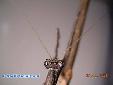 Neodanuria bolauana - Male