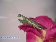 Odontomantis micans - Female