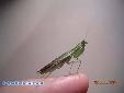 Odontomantis micans - Female