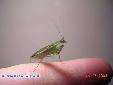 Odontomantis micans - Female