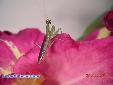 Odontomantis micans - Male