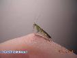 Odontomantis micans - Male