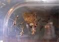 Odontomantis micans - Hatching