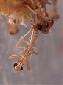 Odontomantis micans - Hatching