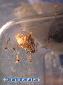 Odontomantis micans - Hatching