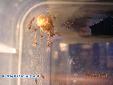 Odontomantis micans - Hatching