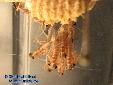 Odontomantis micans - Hatching