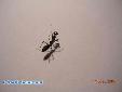 Odontomantis micans - L2