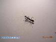 Odontomantis micans - L3