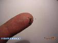 Odontomantis micans - L3