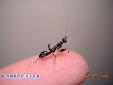 Odontomantis micans - L4