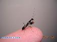 Odontomantis micans - L4