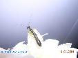 Odontomantis micans - Male