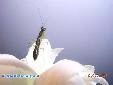 Odontomantis micans - Male