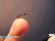 Odontomantis micans - Male