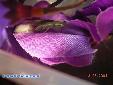 Odontomantis micans - Building of ooth