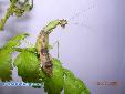 Odontomantis micans - Female