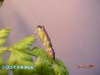 Odontomantis micans - Male