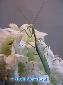 Oxyopsis gracilis - Male