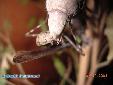 Parasphendale agrionina - Couple