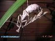 Parasphendale agrionina - Couple