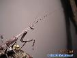 Parasphendale agrionina - Male