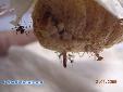 Parasphendale agrionina - Hatching