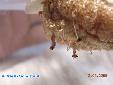 Parasphendale agrionina - Hatching