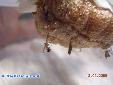 Parasphendale agrionina - Hatching