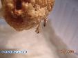 Parasphendale agrionina - Hatching