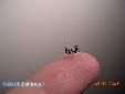 Parasphendale agrionina - L2