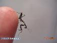 Parasphendale agrionina - L3