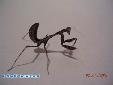 Parasphendale agrionina - L5