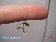 Parasphendale agrionina - L5