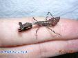 Parasphendale agrionina - Male