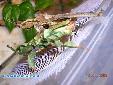 Phyllocrania paradoxa - Couple