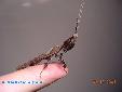 Phyllocrania paradoxa - Male