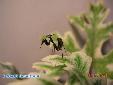 Phyllocrania paradoxa - L2